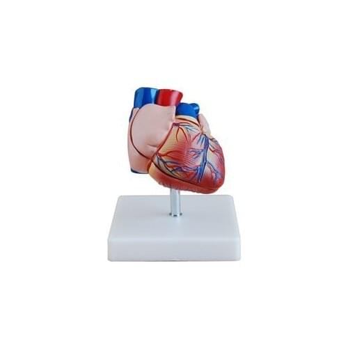 New anatomical model of natural big heart