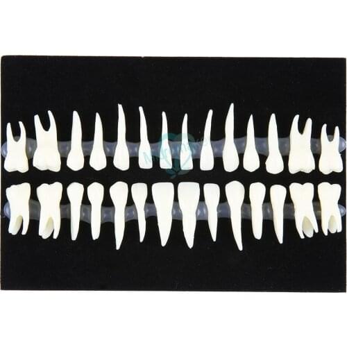 1:1 Dental demonstration permanent teeth 28pcs teeth teaching study model Dental Implant Dentist Practice Product