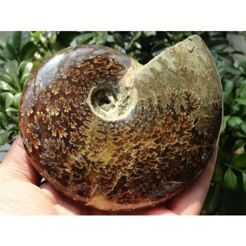 418g New Find NATURAL Cretaceous AMMONITE FOSSIL SPECIMEN