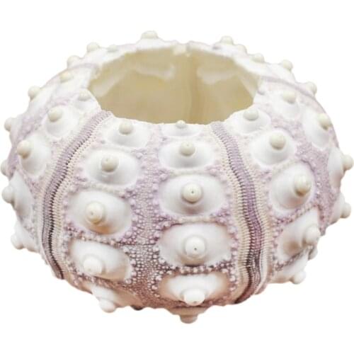 Air Plants Sea Urchin Tabletop Tillandsia Holder Miniature Gardening Decorations Home