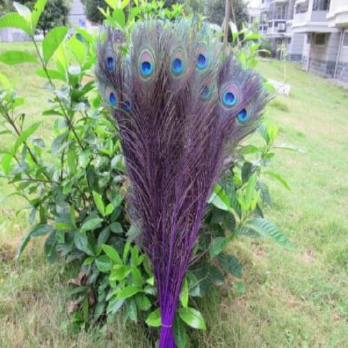 Wholesale 20pcs/lot 55-60cm/22-24'' beautiful natural purple peacock feathers eyes for DIY clothes decoration