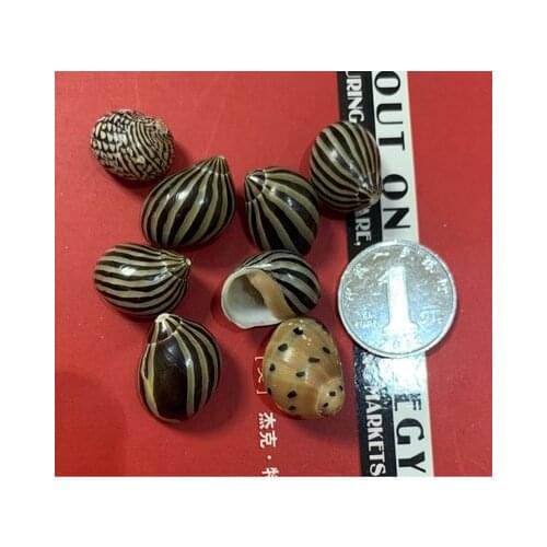 Natural algae-removing snail line snail watermelon snail hermit crab replacement shell 1-2cm