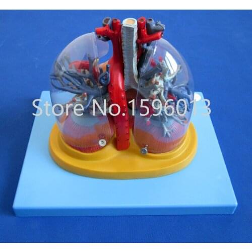 SALES Transparent lung, trachea and bronchial tree with heart model