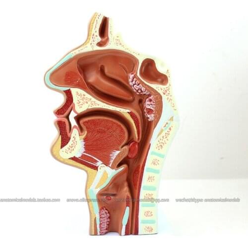 CMAM/12508 Pathological nasal cavity, Human Respiratory System Medical Teaching Anatomical Model