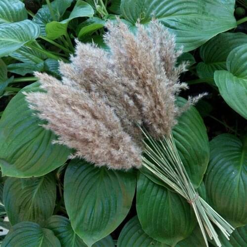 Free shipping,10/20pcs,Dried Pampas Grass Bouquet,Wedding Decor,Flower Bunch,Natural Plants,Home Decor