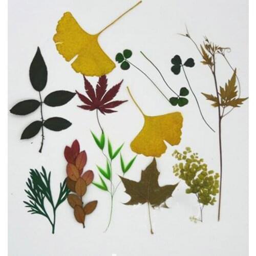 Small Quantity Dried Pressed Leaves For Sell Combine Shipping Lots of Leaves For Choose Contact Us to Get What You Want