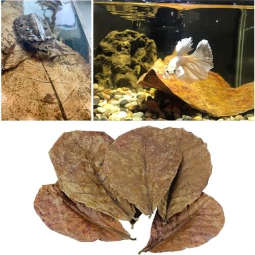 Natural Terminalia Catappa Leaves Placed In Fish Tank Filter Aquarium Foetida Leaves Shrimp Catfish Love 25/50/100g