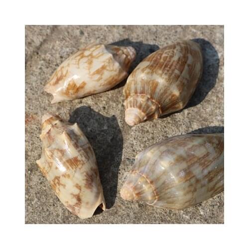 Natural multi-ring small emperor conch shell fish tank landscaping shell crafts wholesale small emperor conch material