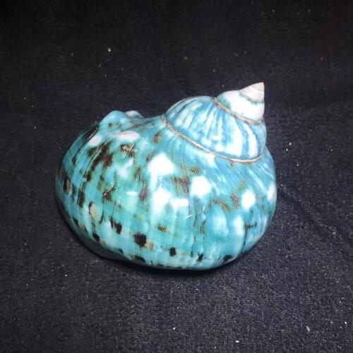 Polishing Natural Conch Green turban shell & Conch Fish Tank Aquarium Landscaping Shell Crafts Home Decoration Great Gift