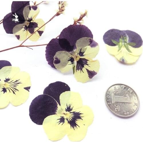 10pcs/lot Two color sweet violet Small dried flowers Preserved Flower materials for diy bookmark mobile phone shell card