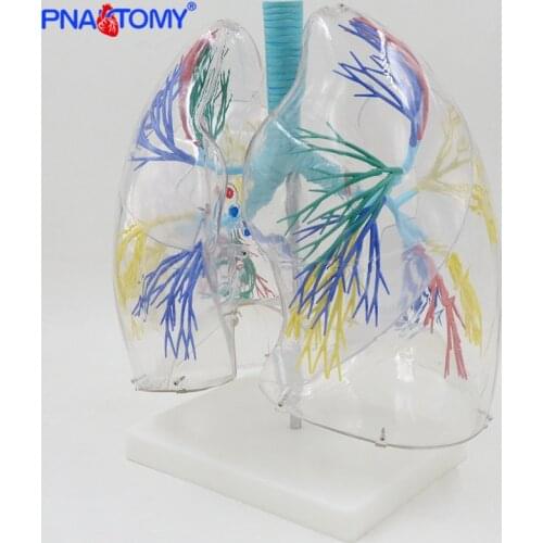 Bronchial Tree Model Lungs Model Medical Teaching Tool Anatomical Model Transparent Medical Science Human Anatomy