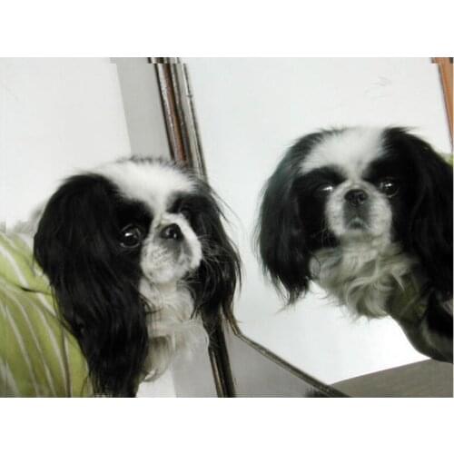 Diamond embroidery animal Rhinestone painting crystal Home Decor 5D Cross stitch pattern DIY Diamond painting Dog in the mirror