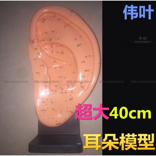 40/22cm plastic acupuncture reflection area ear model acupuncture point model Chinese edition