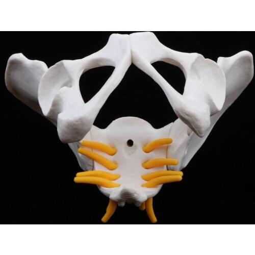 Female Pelvis Anatomical Model, with Spinal Nerve, Spine, Model, Lab Demonstration Model
