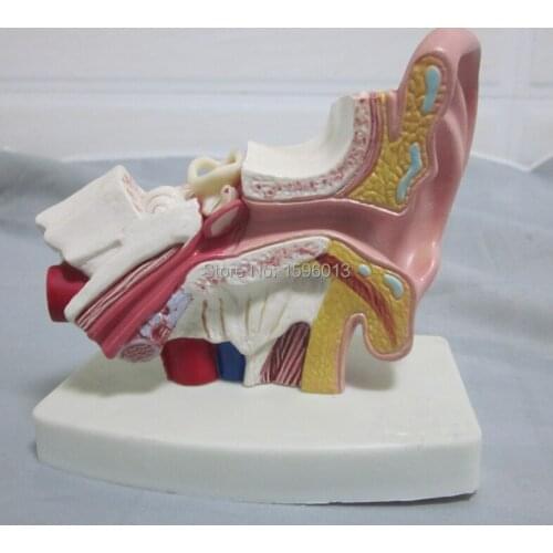 Ear Model show outer,middle,and inner ear, Anatomical Ear Model