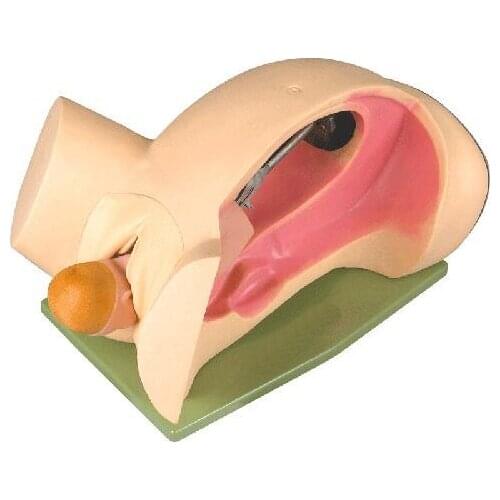 Chinon Advanced Human Body Simulator Childbirth Mechanism Medical Science Education Student Teaching Model BIX-F6