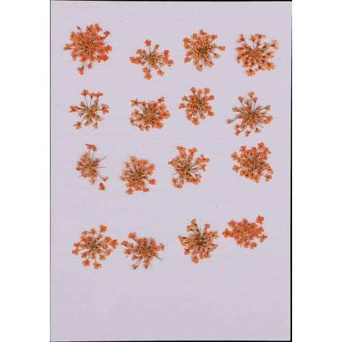 16 Pieces Dried Pressed Flowers DIY Embossed Photo Frame Phone Case Material for handmade bookmarks scrapbooking