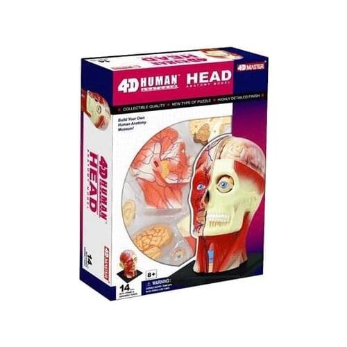 4D Human head muscle nerve model Anatomical model of brain tissue Body assembly model
