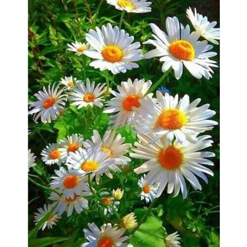 5D diy Diamond Painting daisy Flower Cross Stitch Mosaic Picture Full Squar Diamond Rhinestone Embroidery Home decor Sale