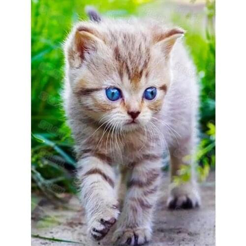 Diy Diamond Painting Modern Nature Animals Wild Fox Owl Domestic Pet Kitten Puppy Cute Pomeranian Home Decoration Painting