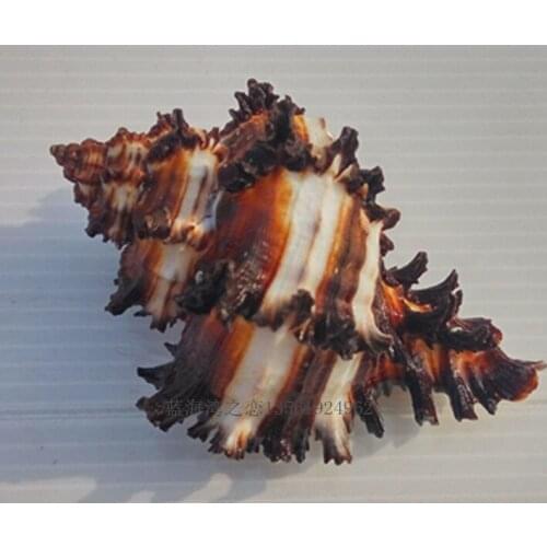 New Fashion Natural Conch Shell Conch Home Decoration Conch Hermit Crab Shell Micro-landscape Mediterranean Ornaments Specimens