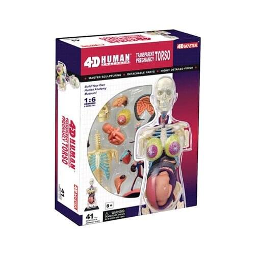 Human body assembly model female pregnancy model tansparent pregnancy torso