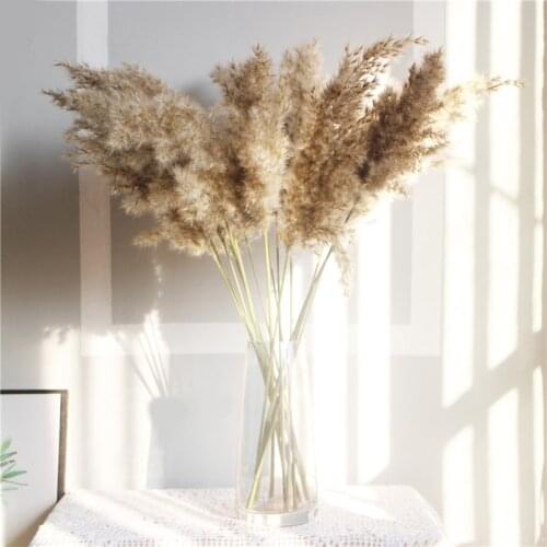 15pcs Dried Pampas Grass Natural Phragmites Reed Wedding Flowers Decoration Table Bulrush Party Dry Flower Bunch Home Decor
