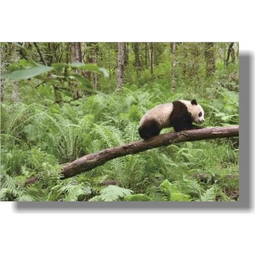 TAKE PIPE BOY Wall Posters