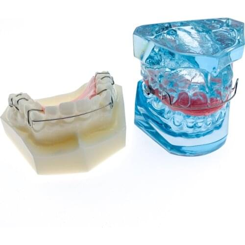 Dental Functional Orthopedic wiht Retainer Model Teeth Model Dental Teach Study