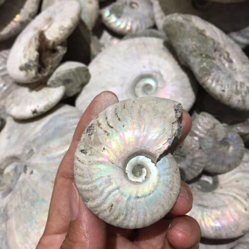 Natural rainbow fossil Crystal gemstone reiki healing chakra Iridescent ammazonite fossil shell crystal specimen Madagascar