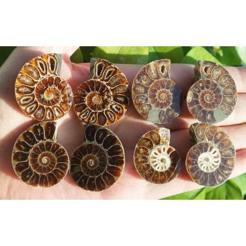 4-5cm AAA natural Cut Ammonite Shell Fossil Specimen Madagascar