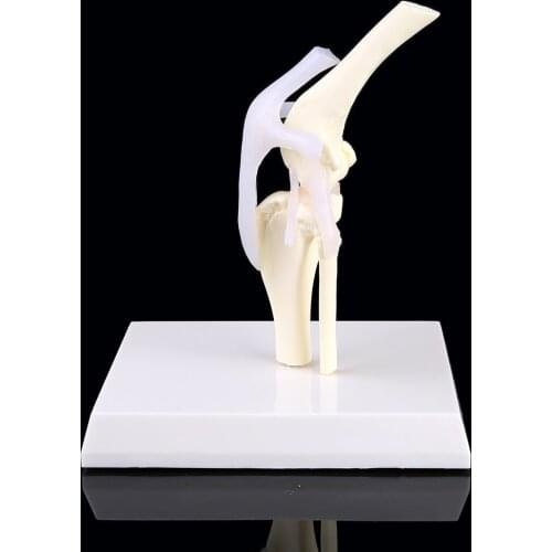 Dog Canine Knee Joint Model Veterinary Teaching Research Skeleton Animal Display Halloween Gift