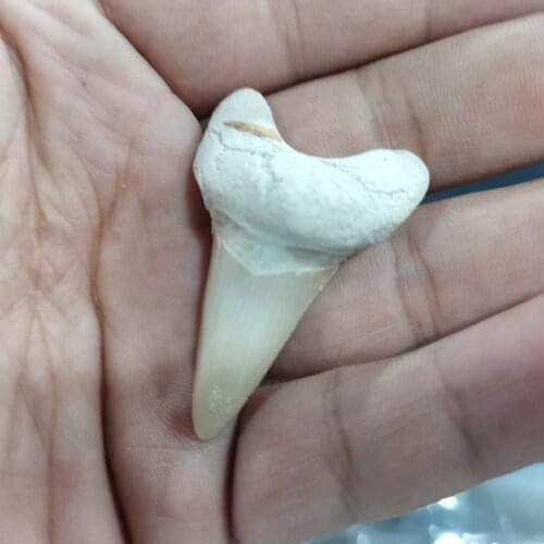 50mm 1pcs Natural animal Morocco fossil shark tooth fossil mineral specimen as a gift, decorative pendant free shipping