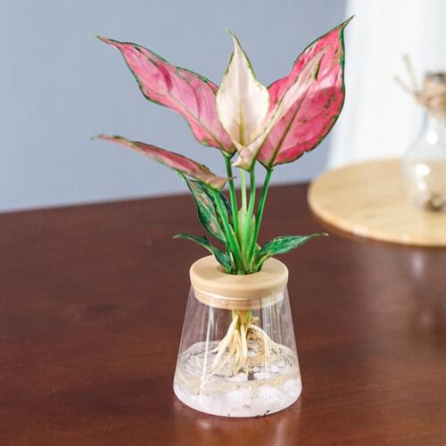 2pcs Clear Automatic Water Absorption Self Watering Hydroponic Flower Pot Planter Home Office Decorative Garden Supplies