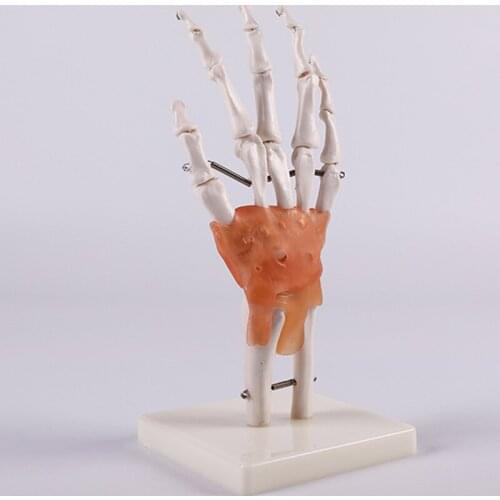 Chinon Plastic Hand Model With Ligaments Medical Instruments Medical Science Education Student Training Tools BIX-A1030