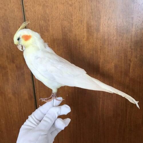 Taxidermy stuffing Eurasian Cockatiel specimen,Nymphicus hollandicus specimen Teaching / Decoration
