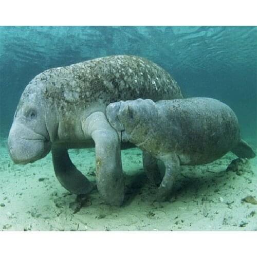 Needlework DIY DMC cross stitch painting 14CT unprinted manatee embroidery Counted Cross-Stitch cotton thread,0112