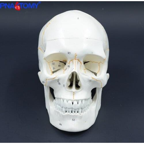 Life Size Human Numbered Skull Model Anatomical Teaching Head Studying Supplies Skeleton Detachable Jaw Bone Anatomy with Manual