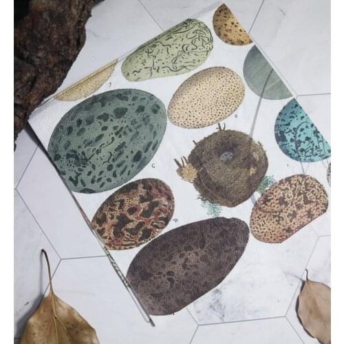 20 vintage table napkin paper tissue printed color bird eggs nest decoupage wedding handkerchief party towel decor serviettes