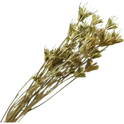 10pcs natural dried star anise bouquets color immortal flower bunch