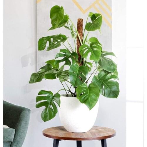 Coir Totem Moss Pole for Plant Support Coco Sticks with 65 Feet Garden Twist Tie for Climbing Indoor Plants 2 X 16In