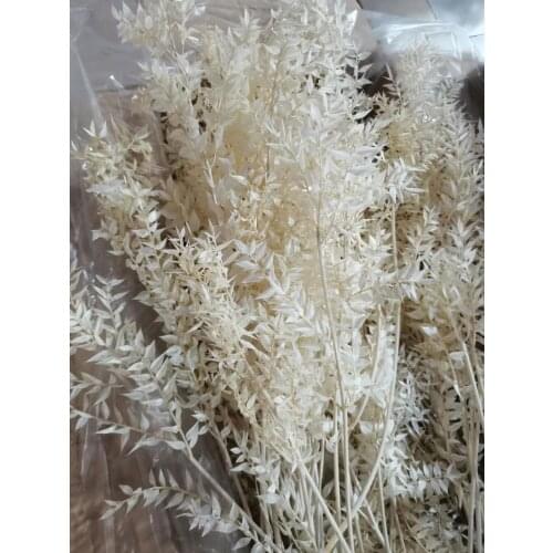 10 Bundles Dried Preserved White Ruscus Leaf Branch For Wedding Party Home Hotel Decoration DIY Flower Project Accessory