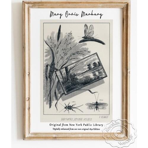 Mary Orvis Marbury Exhibition Museum Poster, Favorite Flies And Their Histories Sketch Art Prints, Brown Stone-flies Wall Decor
