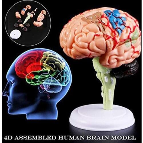 Removable Anatomical Human Internal Brain Model Medical Sculptures Teaching Tool Cognitive teaching aids Kids Educational Toys