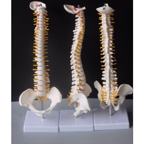 Hot Sale 45CM Human Spine with Pelvic Model Human Anatomical Anatomy Spine Medical Model spinal column model+Stand Fexible