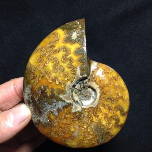 188g Natural conch fossil specimens of Madagascar