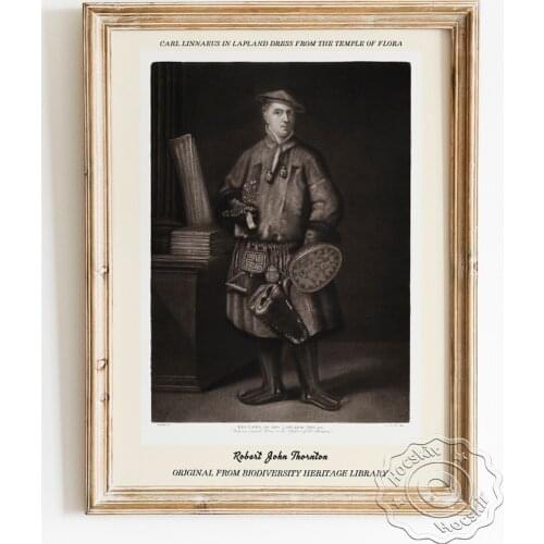 Robert John Thornton Exhibition Museum Poster, Carl Linnaeus In Lapland Dress From The Temple Of Flora Wall Picture Home Decor