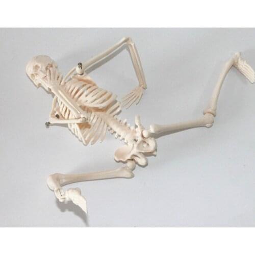 Fexible 45cm Humans Skeleton Model Assembled Anatomy Skeleton Teaching Aid Skeleton Model Learning Resources Skeleton Model