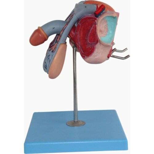 Male Reproductive System Model Male Reproductive Organs Anatomical Model Bladder Urology Male Perineum