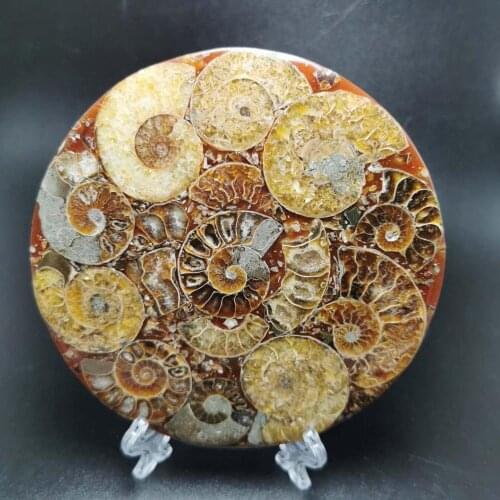 Natural Polished conch fossil coasters fossil Round plates for home decoration